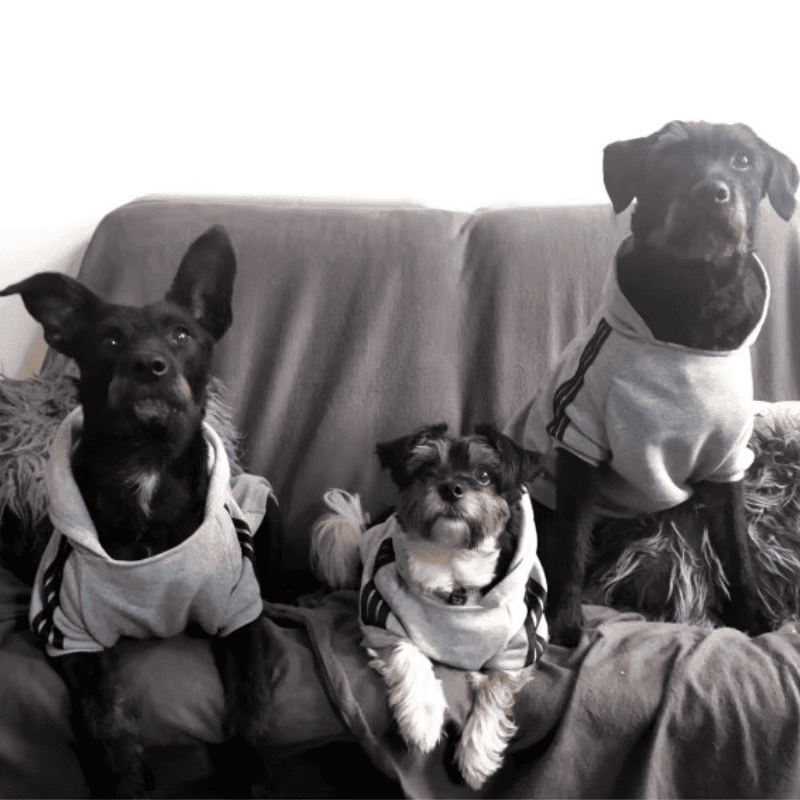 Jaqueta de lã Confortável para Cães de Pequeno e Médio Porte Outono e Inverno